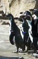 penguins