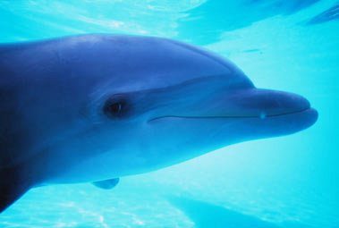 dolphin-underwater-sunstar