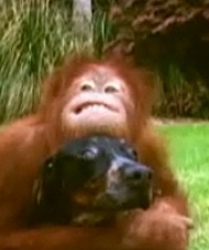 orangutan and hound - National Geographic video still